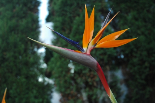 Bird of Paradise in hotel grounds 